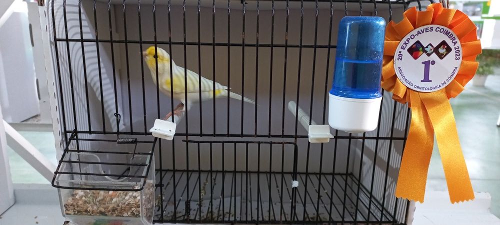 Canarios Amarelo Mosaico