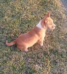 Podengo pequeno português cachorro
