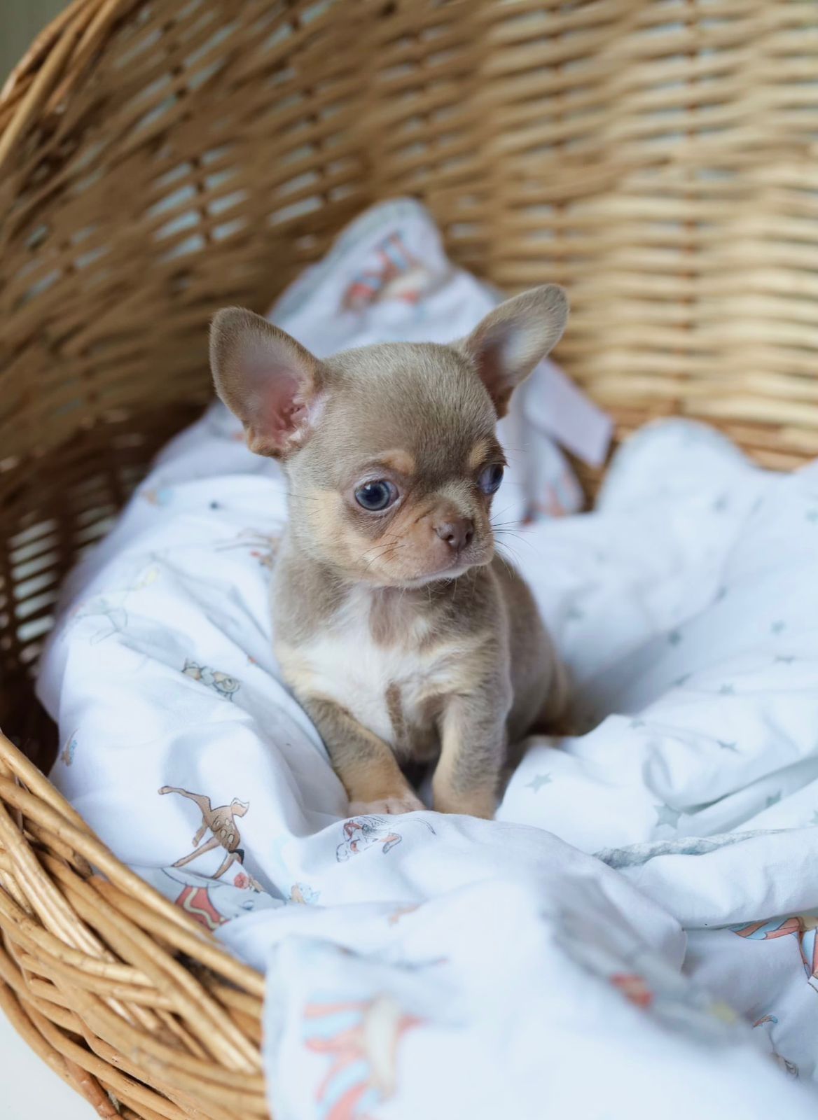 Chihuahua fci chłopiec