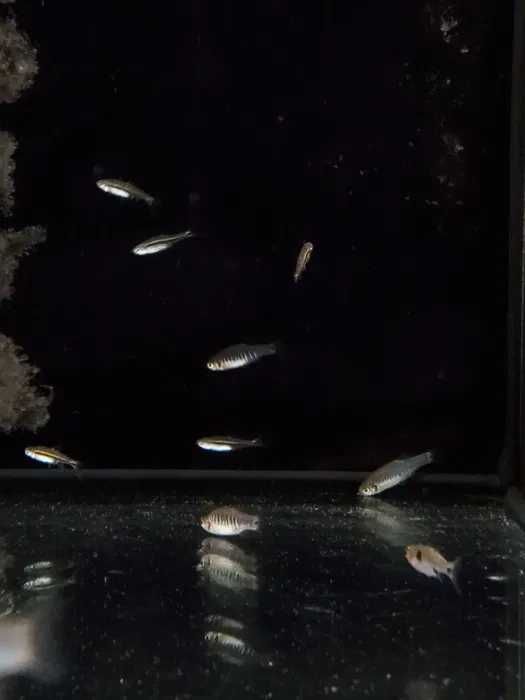 Danio erythromicron - TINA ZOO Gliwice Jasna