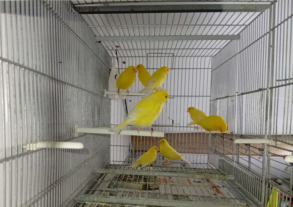 Canários amarelos - liliana