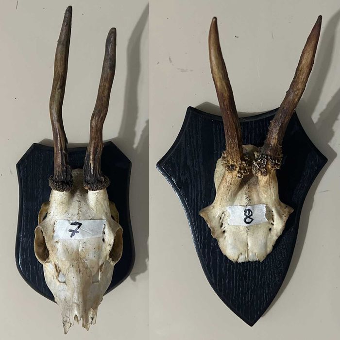 Poroże koziołki rogi kozła sarny na deskach 9szt.