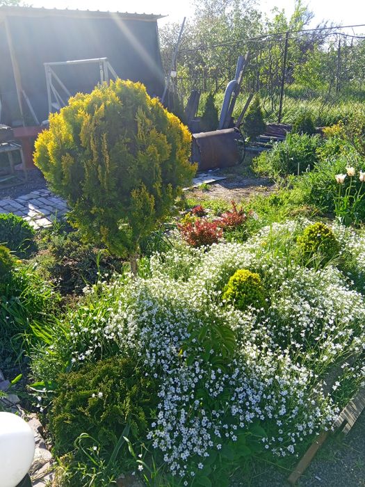 Сдам дом в Фонтанка 3