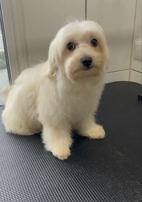 Продам Дівчинку Мальтіпу F1