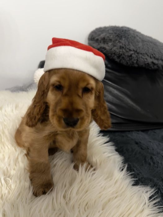 Cocker spaniel angielski dziewczynka