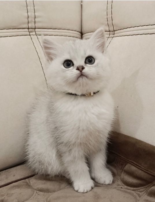 Британська срібна шиншила.