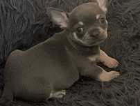 Chihuahua macho lindo