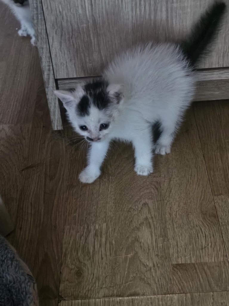 Kociaki. Słodkie chłopaki błagają o domy! Adopcja