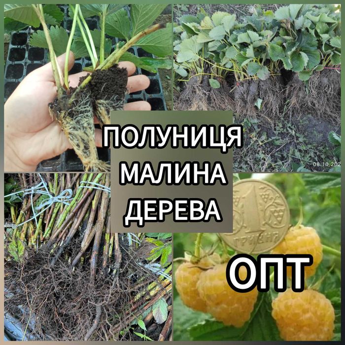 Саджанці Полуниці Розсада Малини Плодові дерева Саженцы Клубники