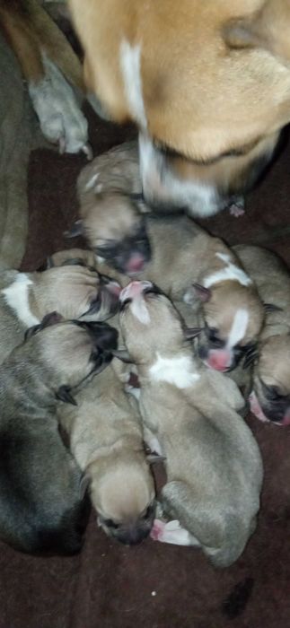 Цуценята породи Амереканський  старфорширський тер'єр