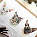 Retratos de animais domésticos e outros