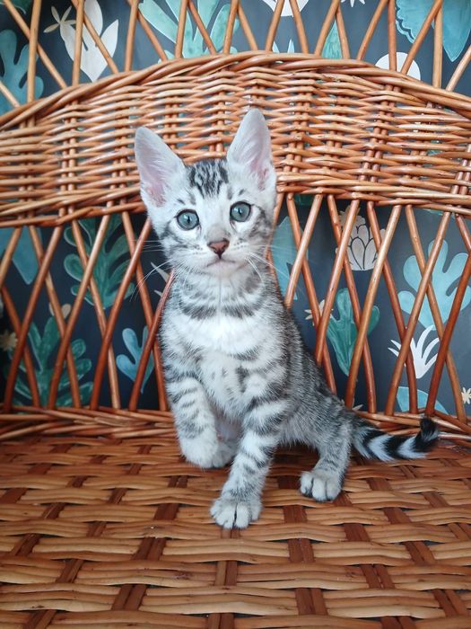 Бенгальский котенок серебро