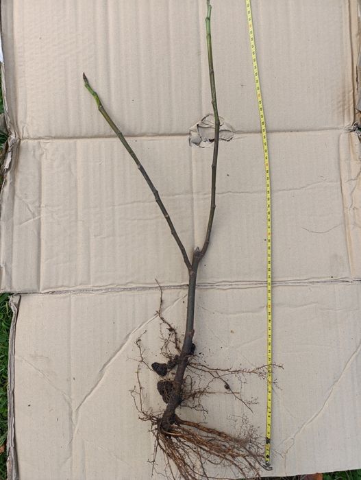 Інжир Поморійський 6 , Брунсвік / Саженці  /Инжир Поморийский6