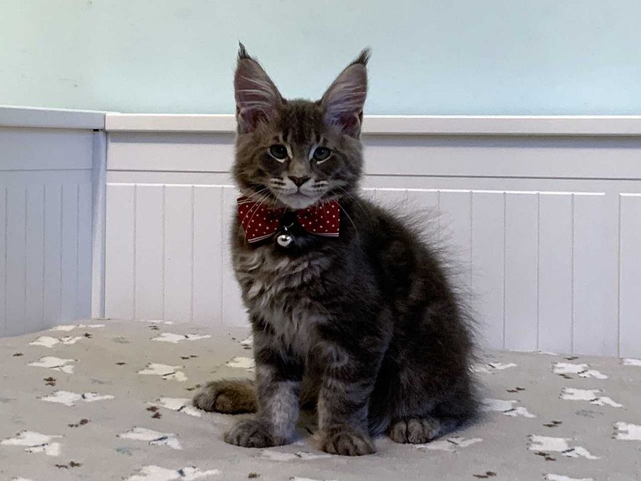 Zarezerwowany – niebieski - kocur Maine Coon FPL – Wrocław