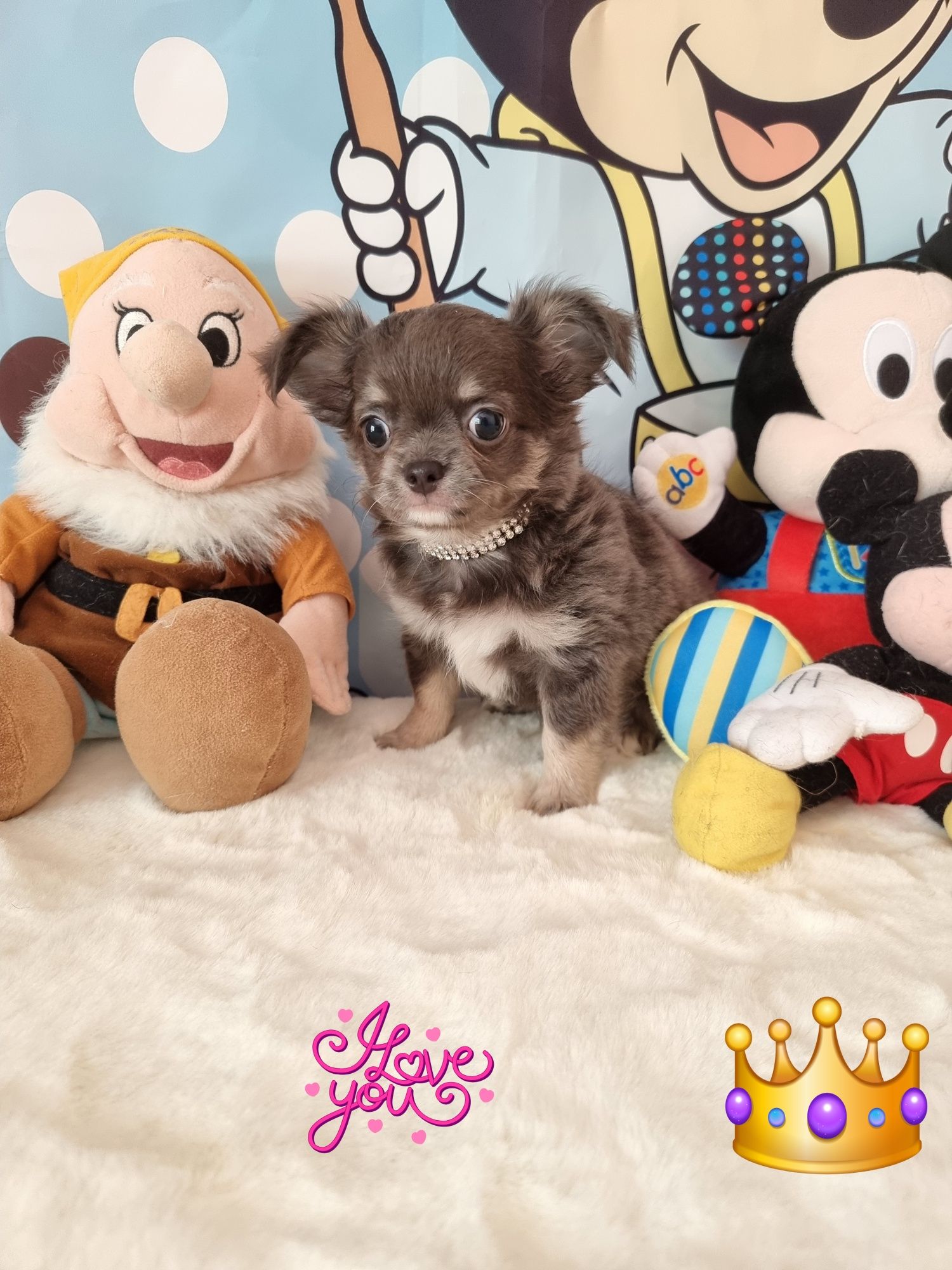 chihuahua macho cor cinza (Azul)  pêlo comprido c Pedigree