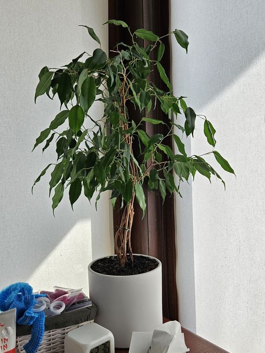 Догляд за кімнатними рослинами, озеленення приміщень