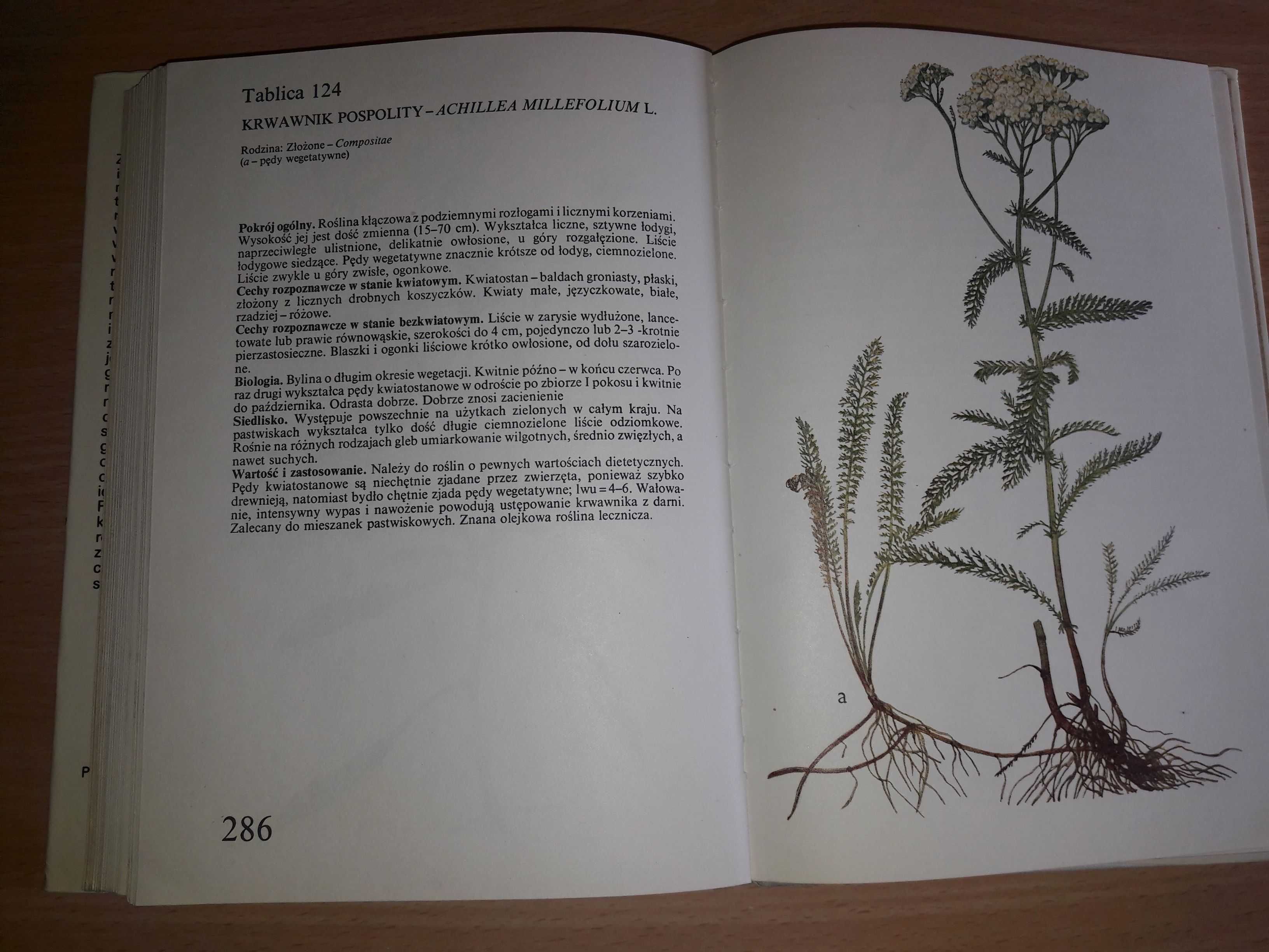 Atlas Roślin Łąkowych i Pastwiskowych Rutkowska