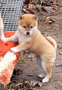 Shiba inu suczka