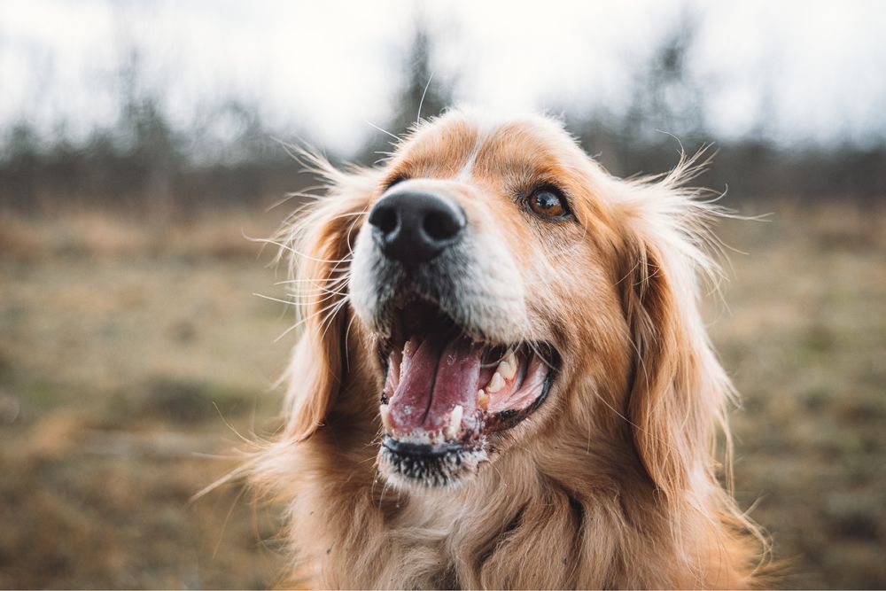 Borys - pies w typie rasy golden retriever prosi o szansę na dom