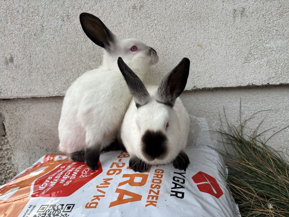 Króliki Kaliforniajkie Czarne KC