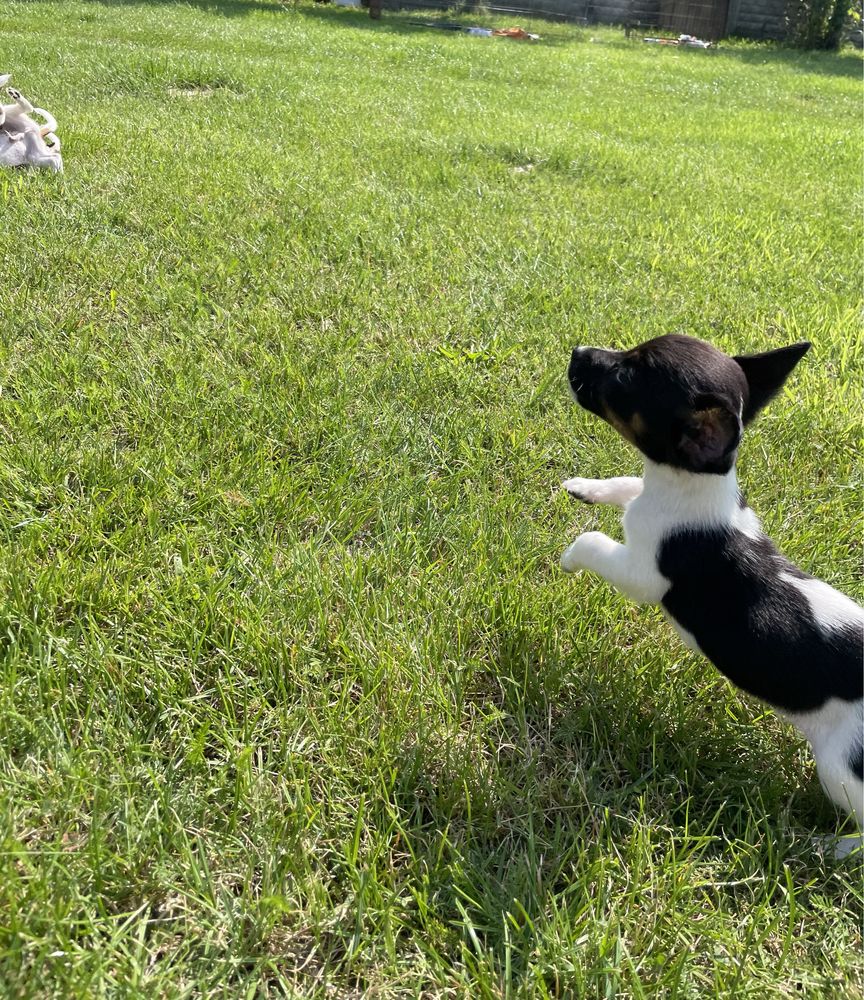 Jack Russell Terrier syczka Bibi