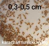 Karaczan turecki wyleg 500 szt.