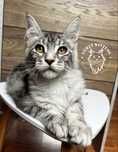Kotka Maine coon do hodowli