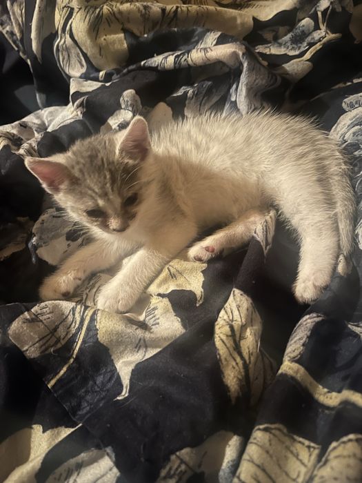 Kot za darmo…………