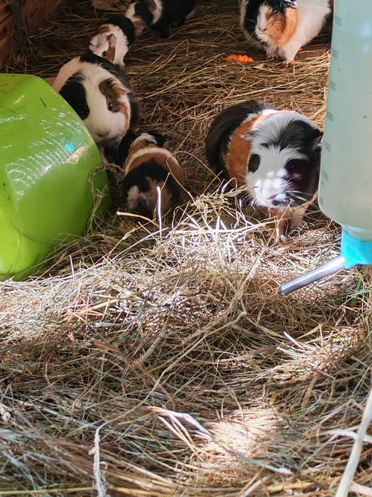 Sprzedam świnki morskie tanio. tel pięć 0 trzy cztery 6 pięć cztery 88