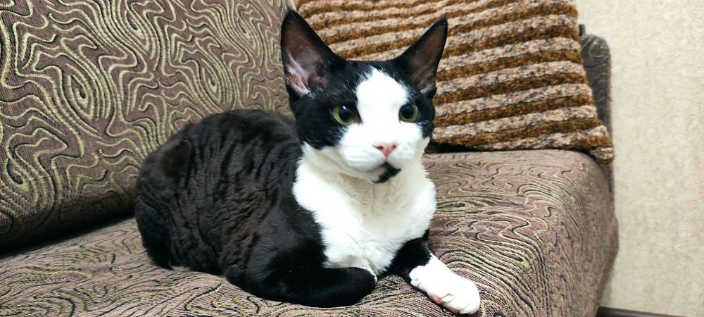 Кот Вязка  Девон Рекс