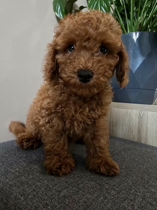 Pudel toy  piękny chłopiec red gotowy na zmianę domu