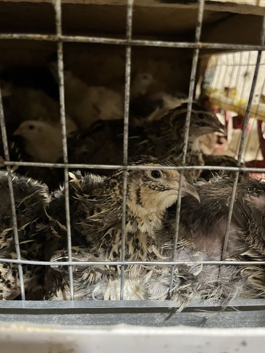 Яйца інкубаційні відправлю по пошті перепелині