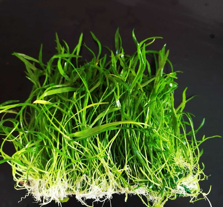 Lilaeopsis na siatce