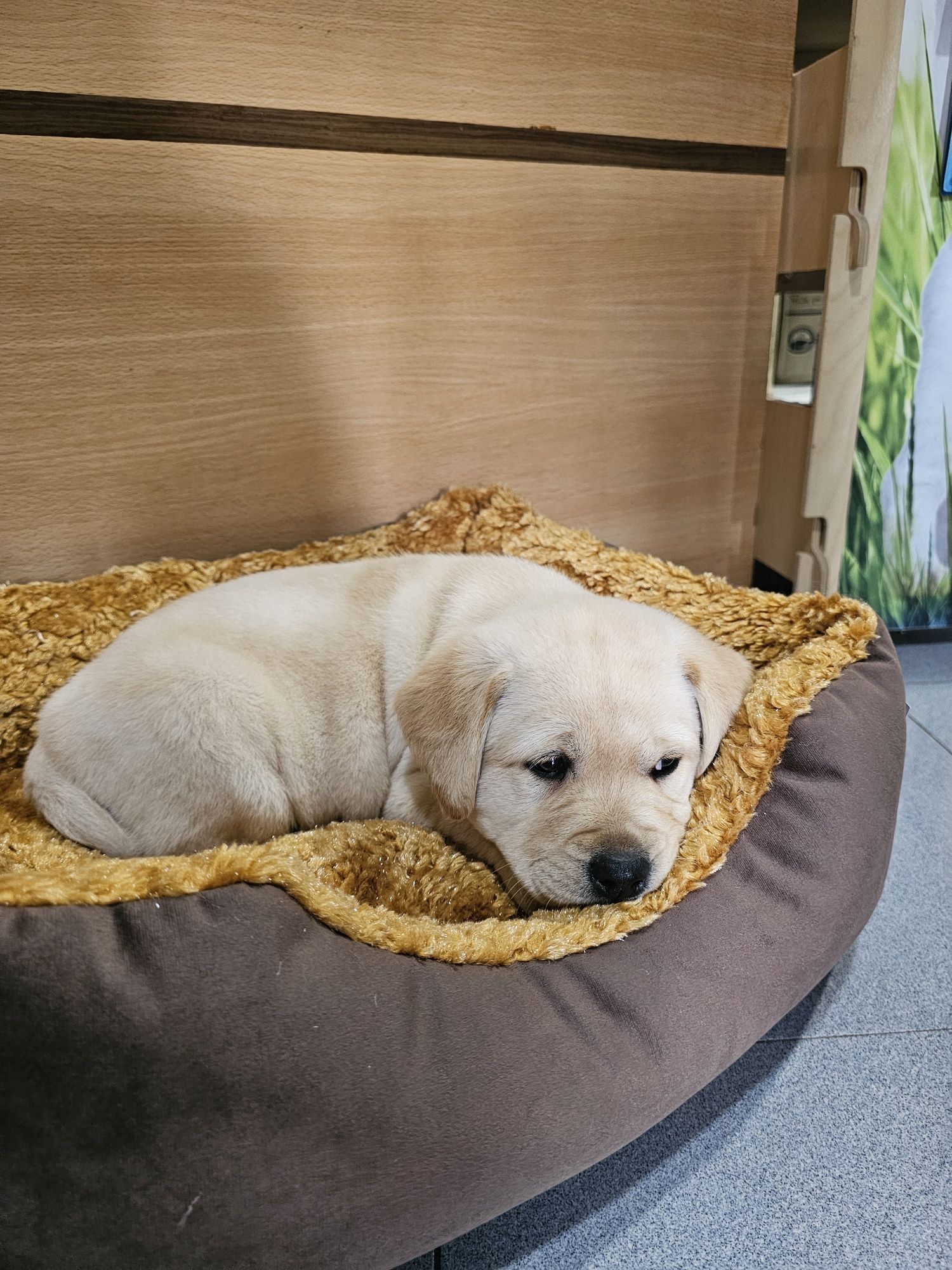 Labrador fêmea pura