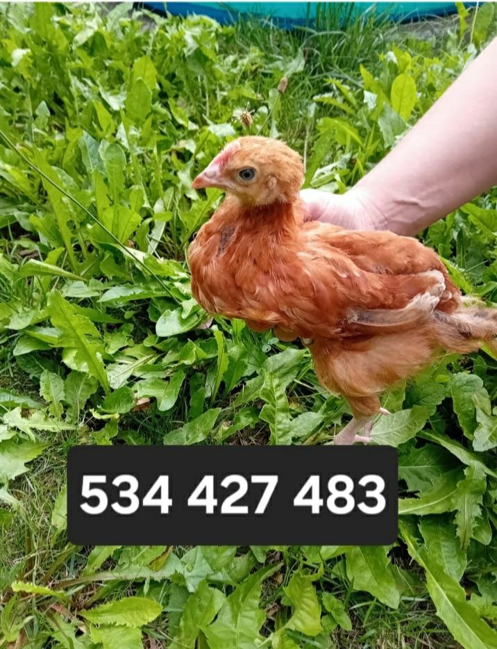 Pisklaki araucany pisklaki Rosy kury Rosy kury araukany ekologiczne na