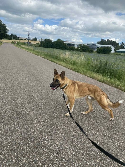 Jurand w typie owczarka belgijskiego do adopcji