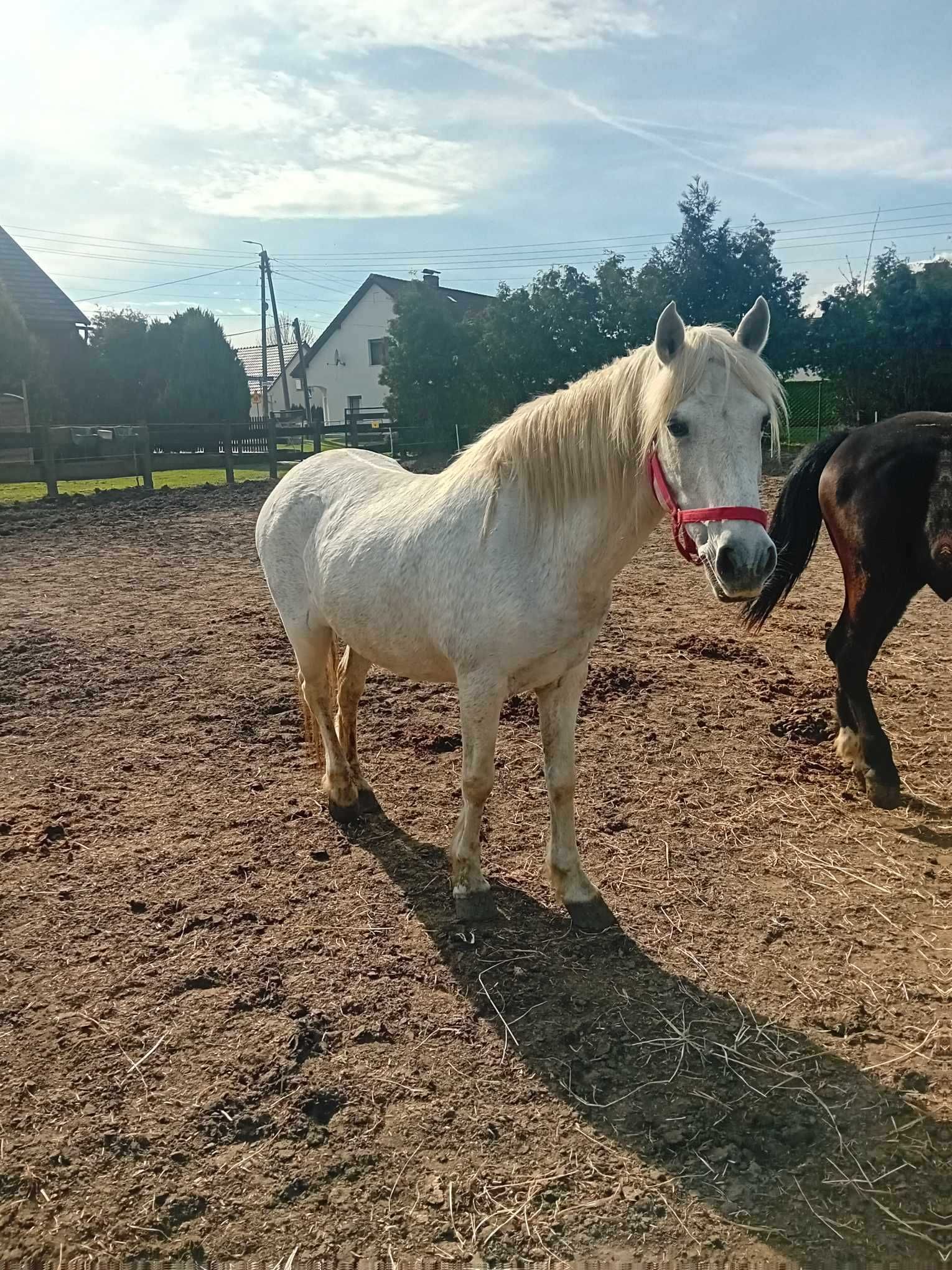 Sprzedam klacz siwa