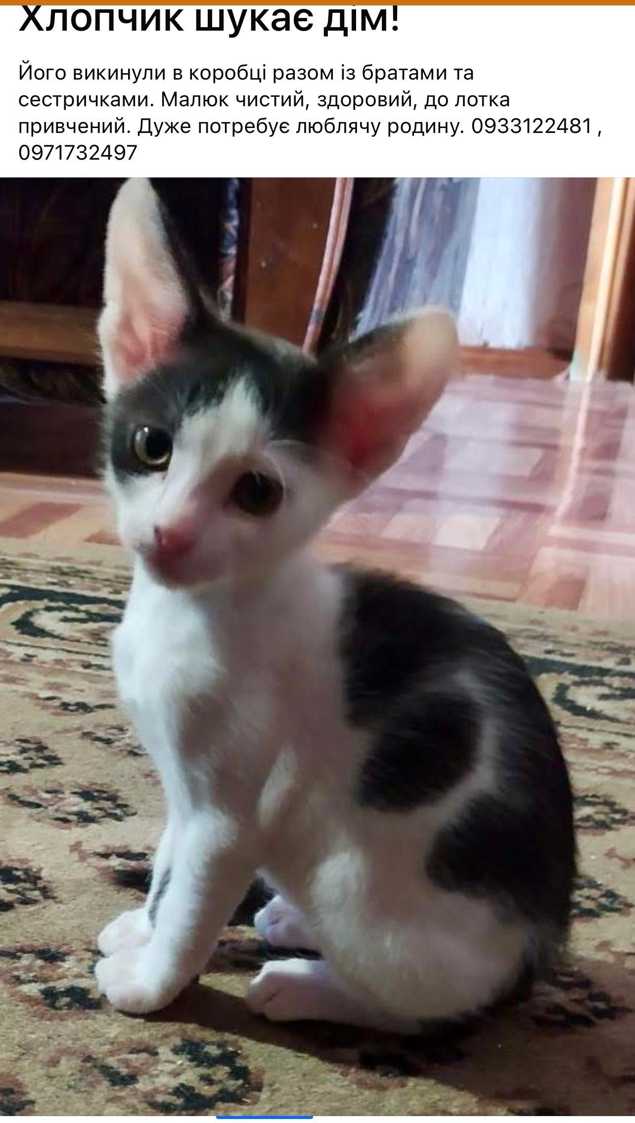 Котик шукає дім. Може, саме твій