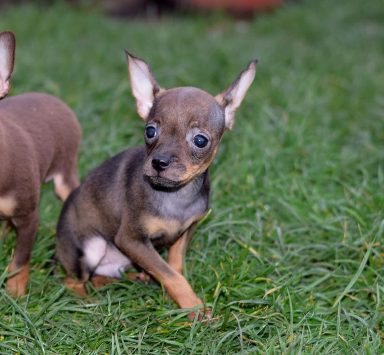 Мальчик той терьер