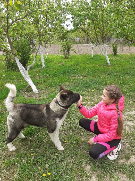 Професійне Дресирування Собак !!!