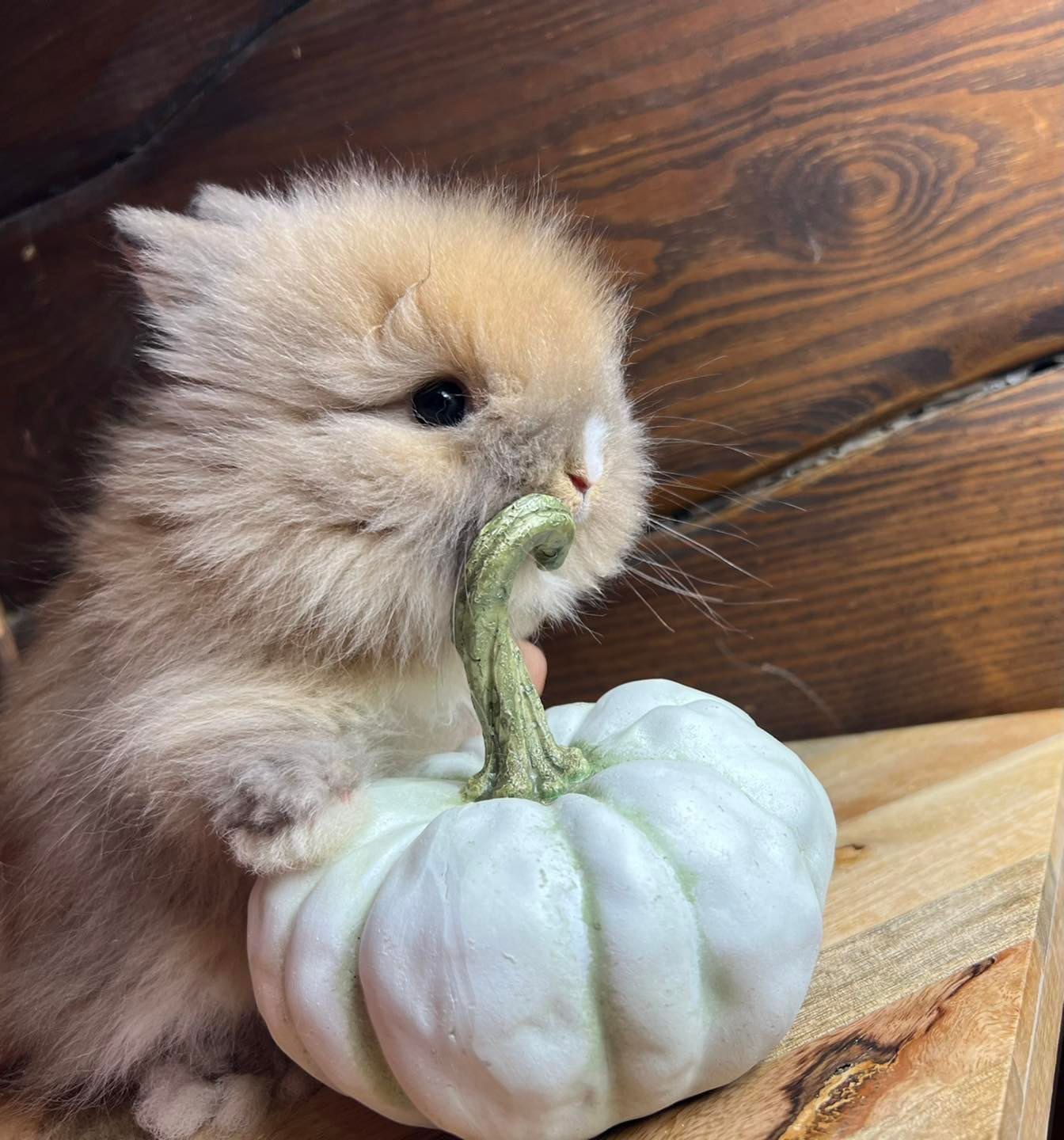 Karzełek teddy mini lop królik miniaturowy baran królik angora