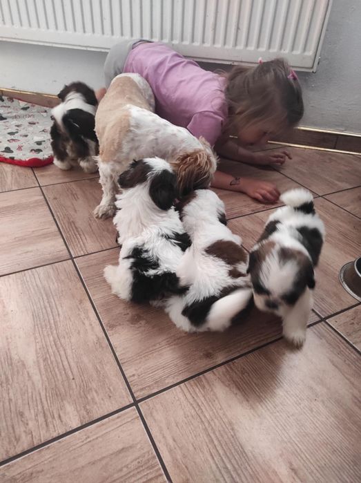 Shihtzu dziewczynka