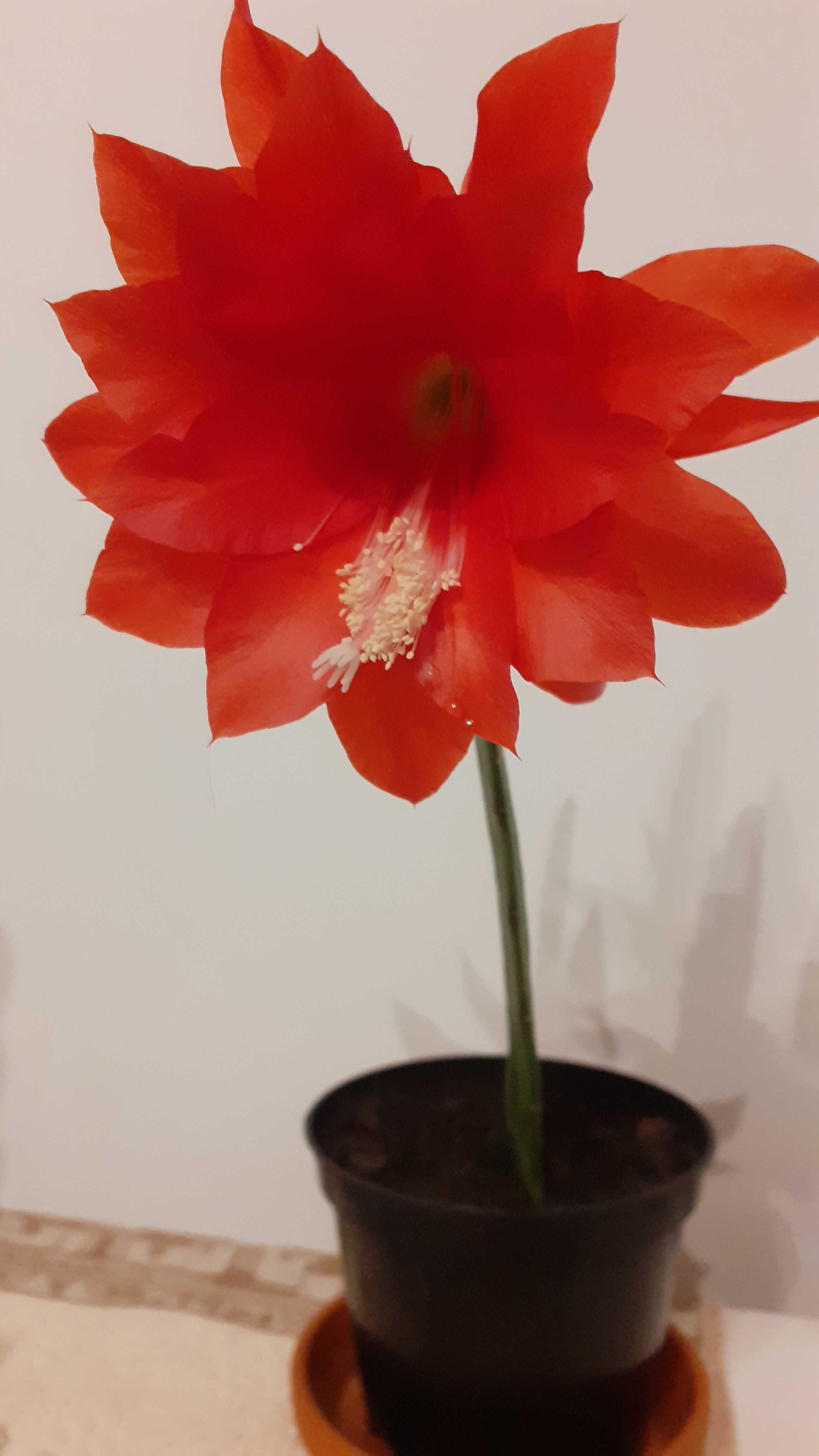 Epifillum kaktus sukulent czerwony cudny kolor