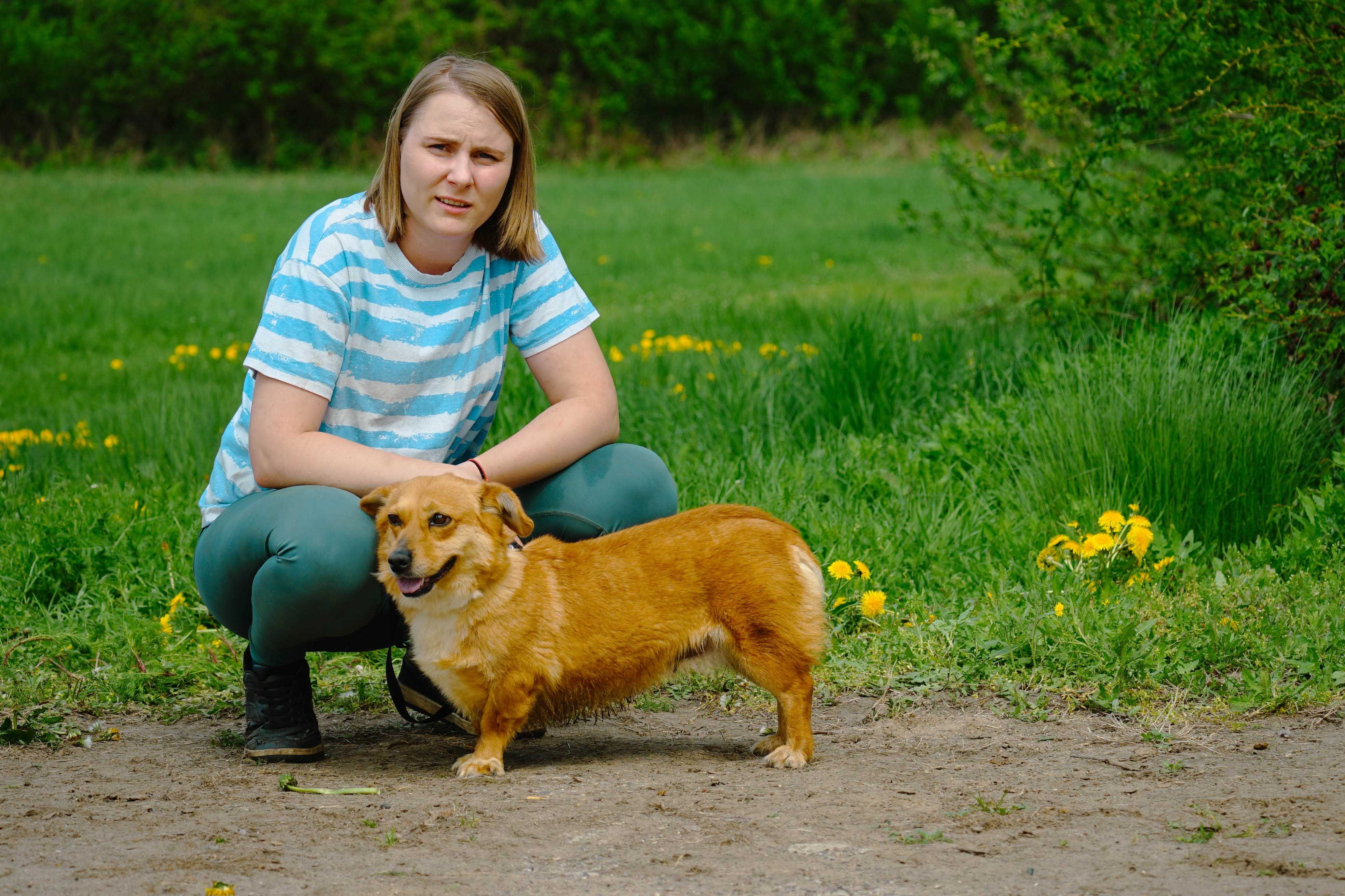 MIKA - śliczna sunia w typie corgi