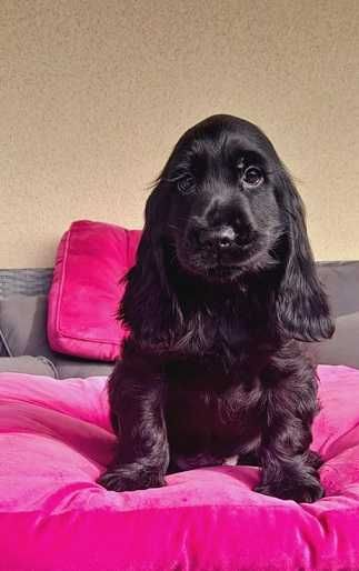 cocker spaniel czarny długie uszy jak wegielek