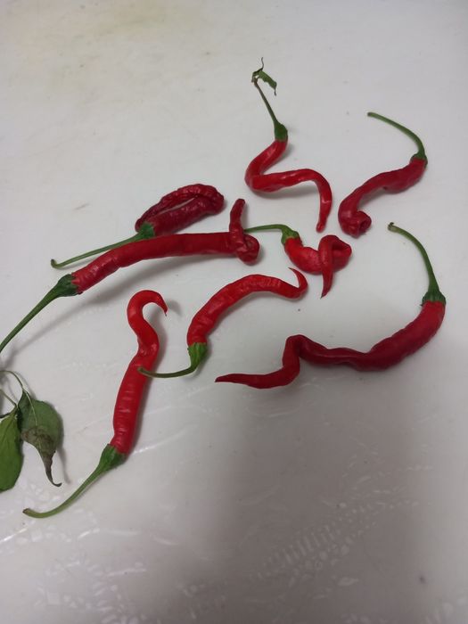 Malaguetas africanas