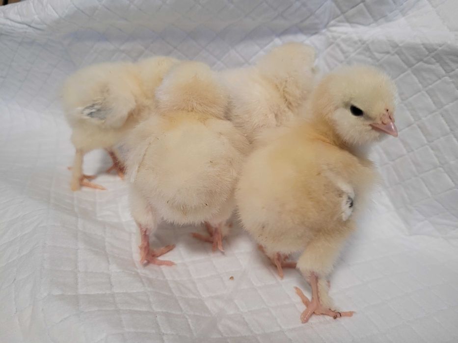 Pisklaki marans fawerola silka Lakenfelder