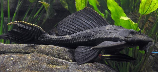 GB Plekostomus (Hypostomus plecostomus)