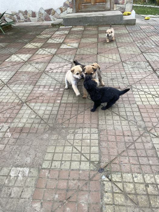 Відам песиків у хороші руки! Мама Шар-Пей