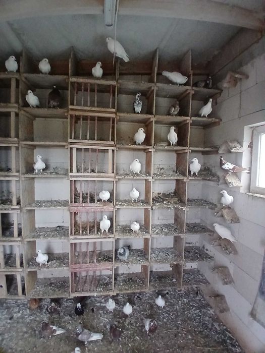 Pocztowe Białe na sprzedaż